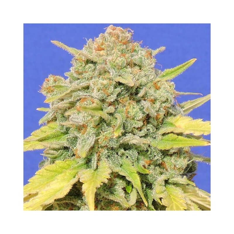 AUTO ZKITTLEZ · Dr Green Seeds · sementes de maconha a granel · AutoFem