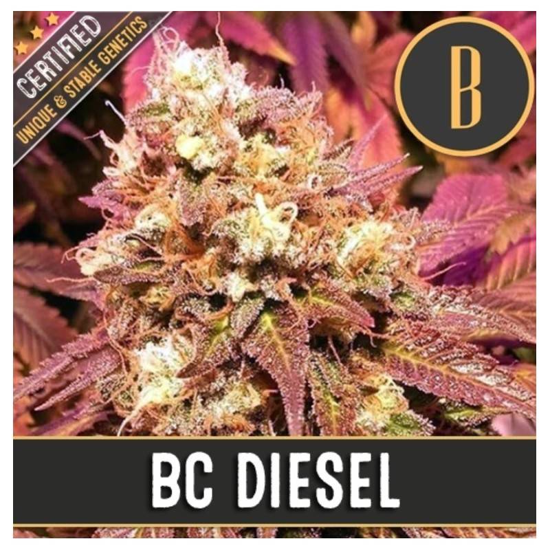 BC Diesel · Blimburn Seeds · kaufen cannabis samen · Fem