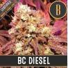 BC Diesel · Blimburn Seeds · kaufen cannabis samen · Fem