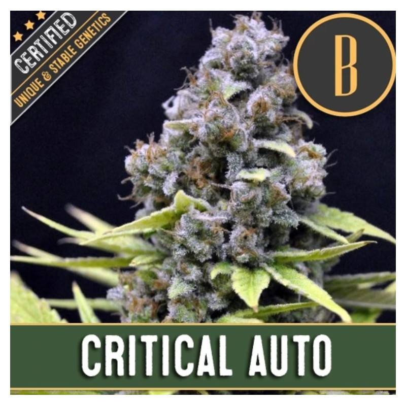 Critical Auto · Blimburn Seeds · kaufen cannabis samen · AutoFem