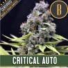 Critical Auto · Blimburn Seeds · kaufen cannabis samen · AutoFem