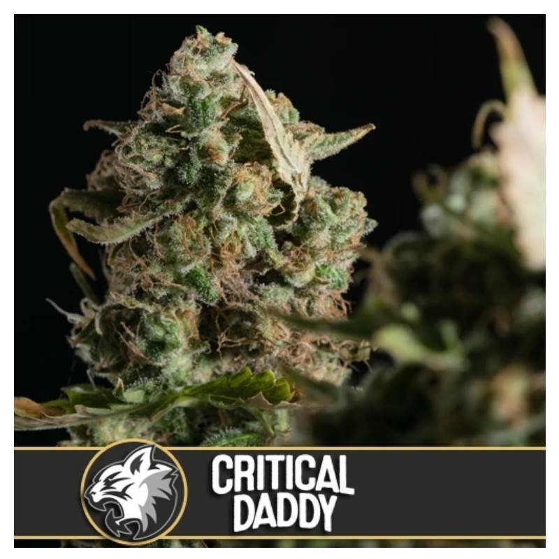 Critical Daddy Purple Critical Daddy Purple
