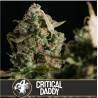 Critical Daddy Purple