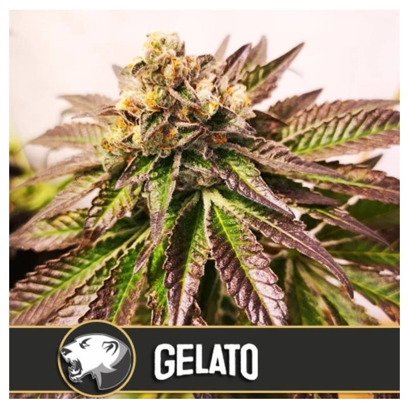 Gelato · Blimburn Seeds · kaufen cannabis samen · Fem