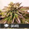 Gelato · Blimburn Seeds · graines de cannabis · Fem