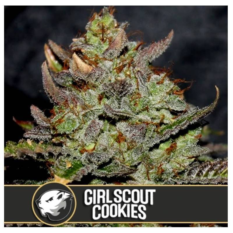 Girl Scout Cookies · Blimburn Seeds · graines de cannabis · Fem