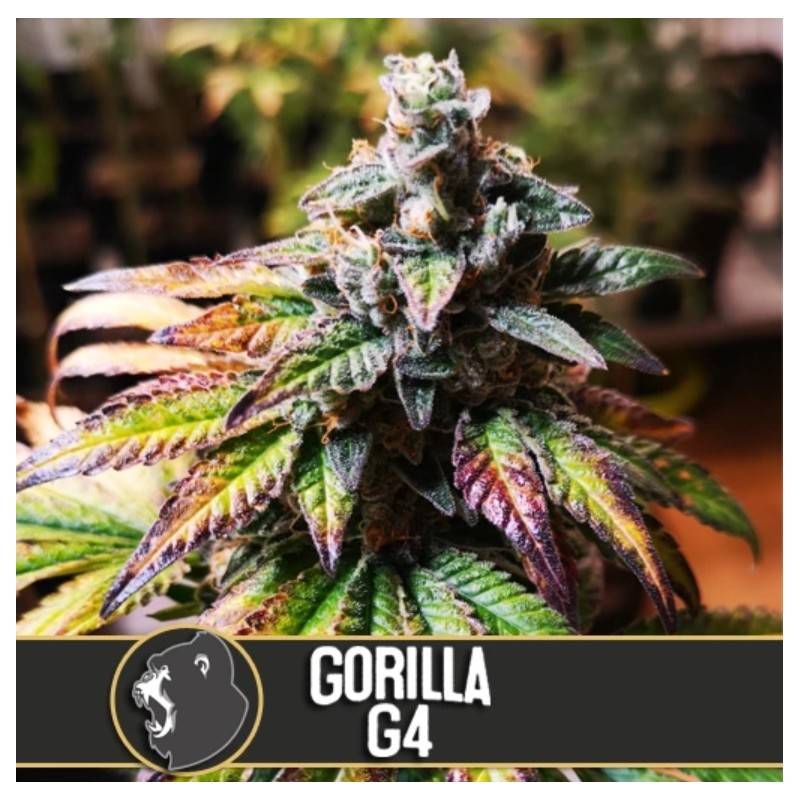 Gorilla Glue 4 · Blimburn Seeds · kaufen cannabis samen · Fem