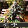 Gorilla Glue 4 · Blimburn Seeds · kaufen cannabis samen · Fem