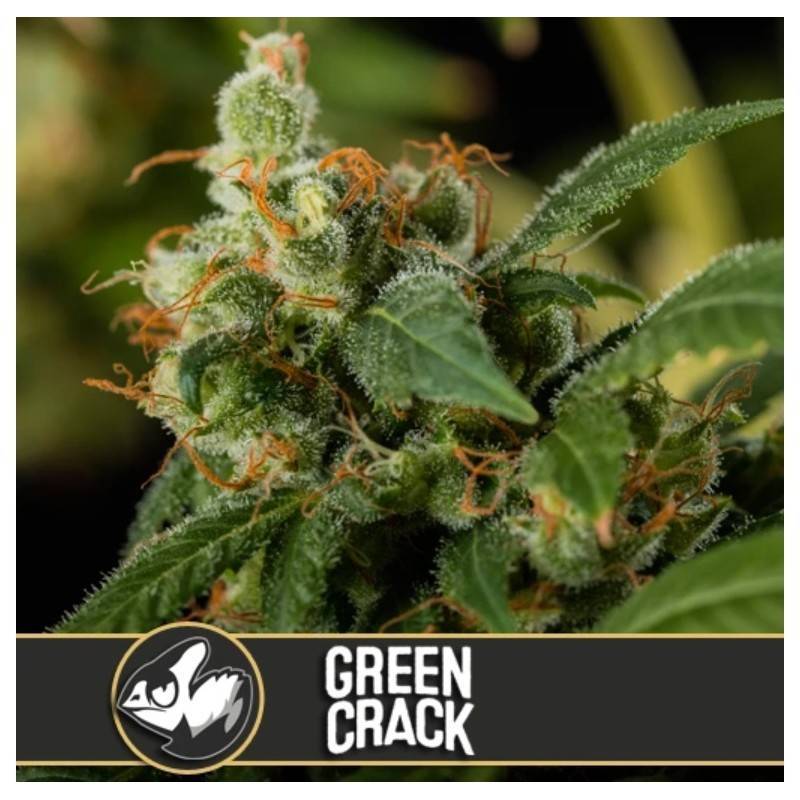 Green Crack · Blimburn Seeds · kaufen cannabis samen · Fem
