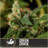 Green Crack · Blimburn Seeds · kaufen cannabis samen · Fem