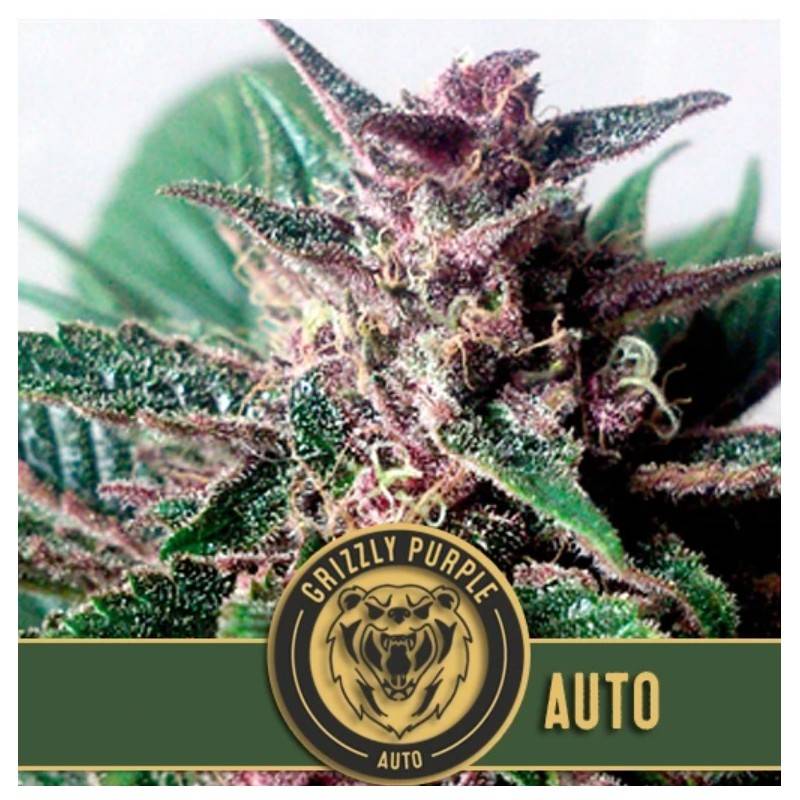 Grizzly Purple Auto · Blimburn Seeds · sementes de maconha · AutoFem