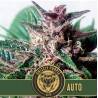 Grizzly Purple Auto · Blimburn Seeds · sementes de maconha · AutoFem