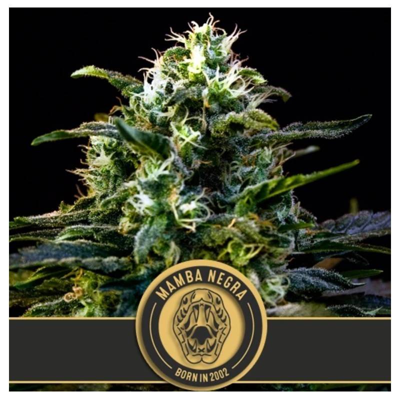 Mamba Negra · Blimburn Seeds · kaufen cannabis samen · Fem