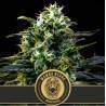 Mamba Negra · Blimburn Seeds · graines de cannabis · Fem