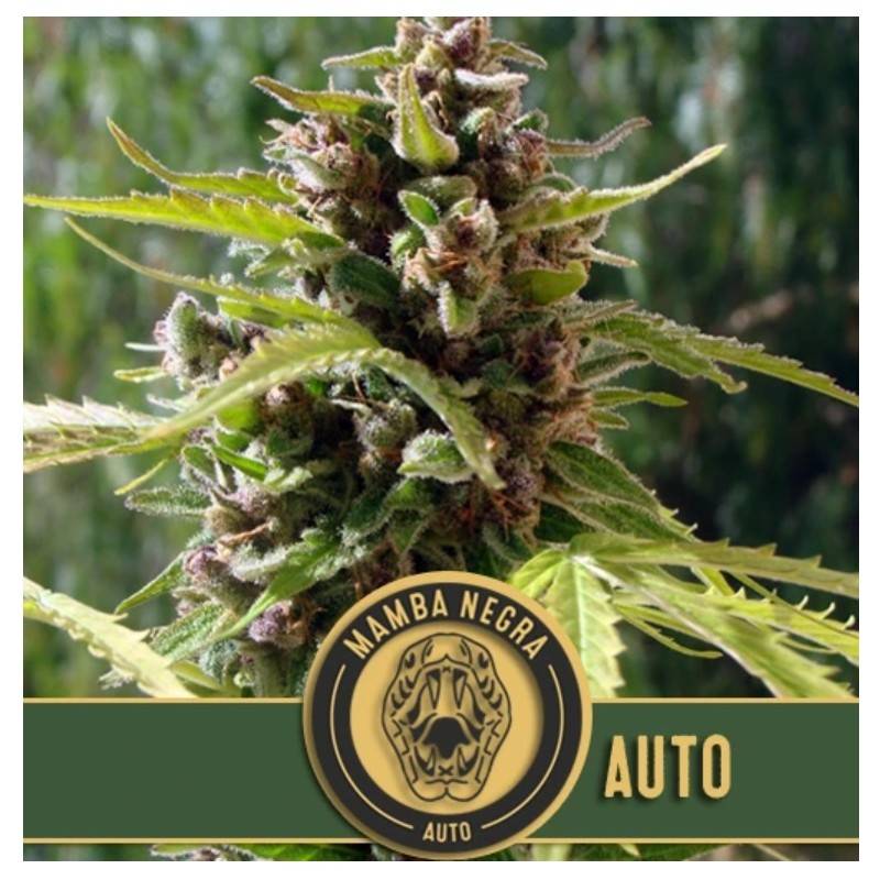 Mamba Negra Auto · Blimburn Seeds · graines de cannabis · AutoFem