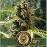 Mamba Negra Auto · Blimburn Seeds · graines de cannabis · AutoFem