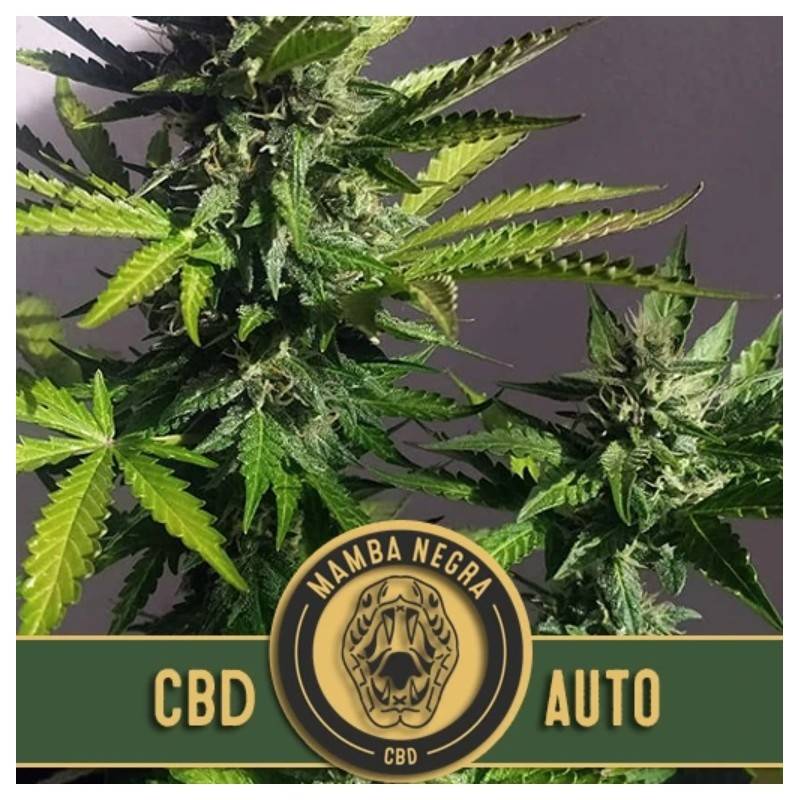 Mamba Negra Auto CBD · Blimburn Seeds · kaufen cannabis samen · AutoFem