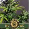 Mamba Negra Auto CBD · Blimburn Seeds · kaufen cannabis samen · AutoFem