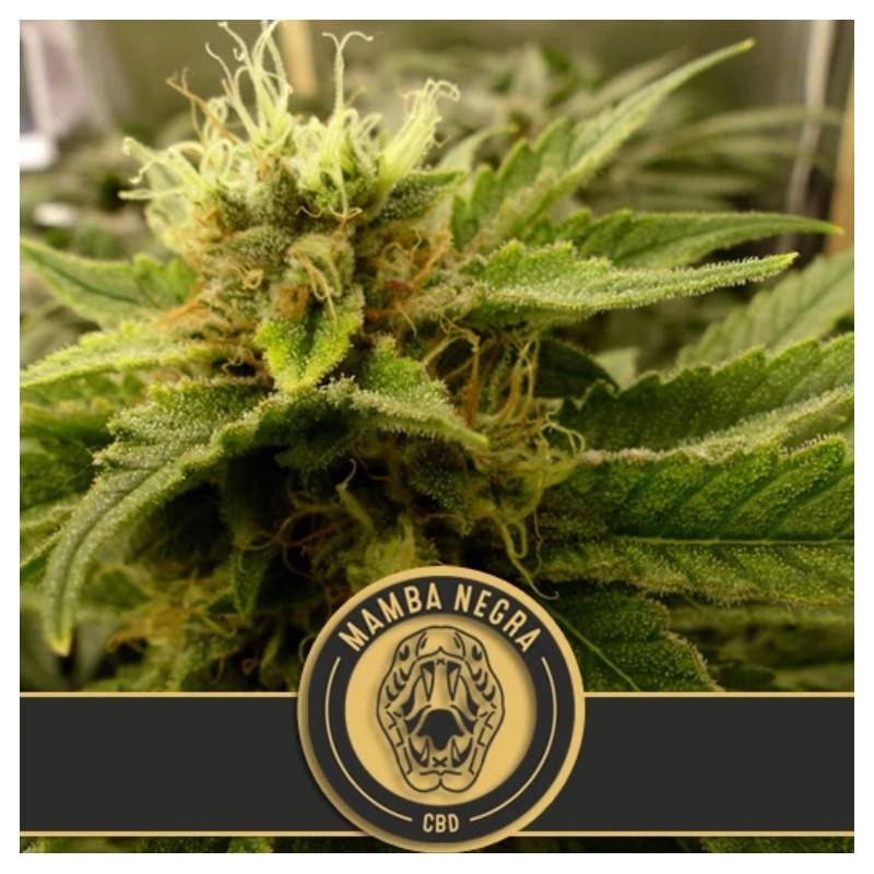 Mamba Negra CBD · Blimburn Seeds · graines de cannabis · Fem