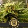 Mamba Negra CBD