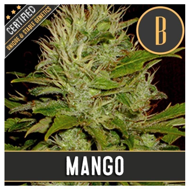 Mango · Blimburn Seeds · kaufen cannabis samen · Fem