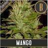 Mango · Blimburn Seeds · kaufen cannabis samen · Fem