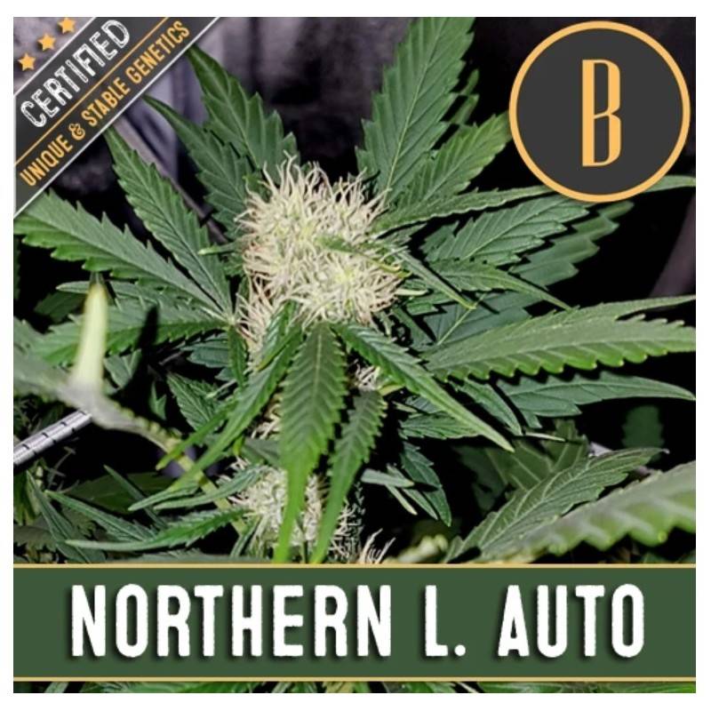 Northern Lights Auto · Blimburn Seeds · sementes de maconha · AutoFem