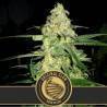 Original Clon · Blimburn Seeds · kaufen cannabis samen · Fem