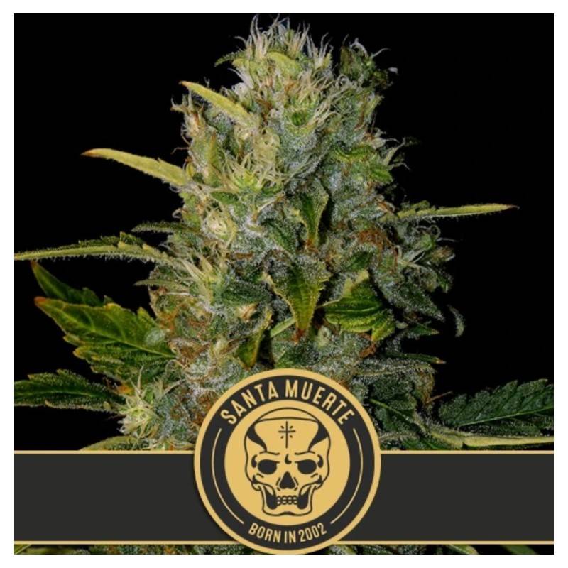 Santa Muerte · Blimburn Seeds · cannabis seeds · Fem