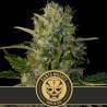 Santa Muerte · Blimburn Seeds · graines de cannabis · Fem