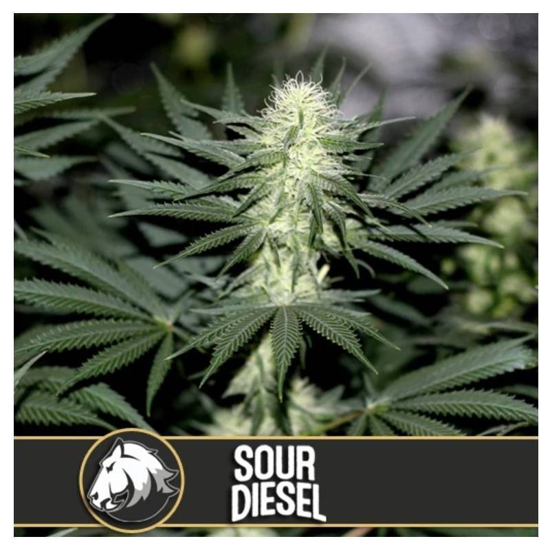 Sour Diesel · Blimburn Seeds · graines de cannabis · Fem