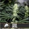 Sour Diesel · Blimburn Seeds · kaufen cannabis samen · Fem