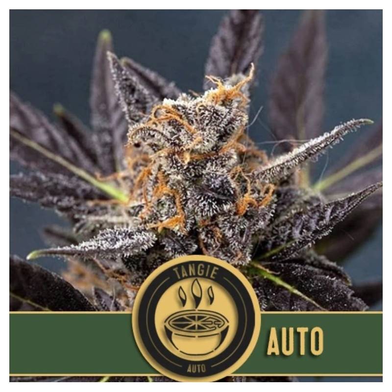Tangie Auto · Blimburn Seeds · kaufen cannabis samen · AutoFem