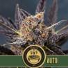 Tangie Auto · Blimburn Seeds · kaufen cannabis samen · AutoFem