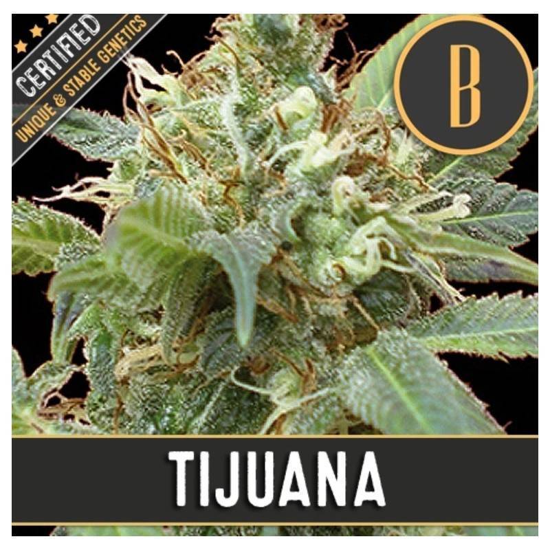 Tijuana · Blimburn Seeds · kaufen cannabis samen · Fem