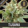Tijuana · Blimburn Seeds · kaufen cannabis samen · Fem
