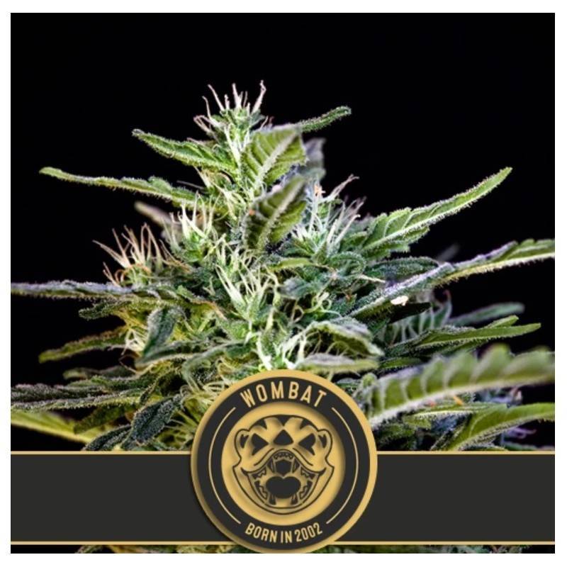 Wombat · Blimburn Seeds · kaufen cannabis samen · Fem