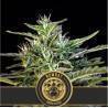 Wombat · Blimburn Seeds · kaufen cannabis samen · Fem