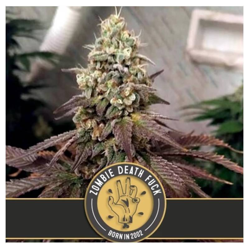 Zombie Death Fuck · Blimburn Seeds · kaufen cannabis samen · Fem