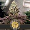Zombie Death Fuck · Blimburn Seeds · sementes de maconha · Fem