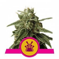 SHOGUN · Royal Queen Seeds · kenevir tohum · · Disi · Fem