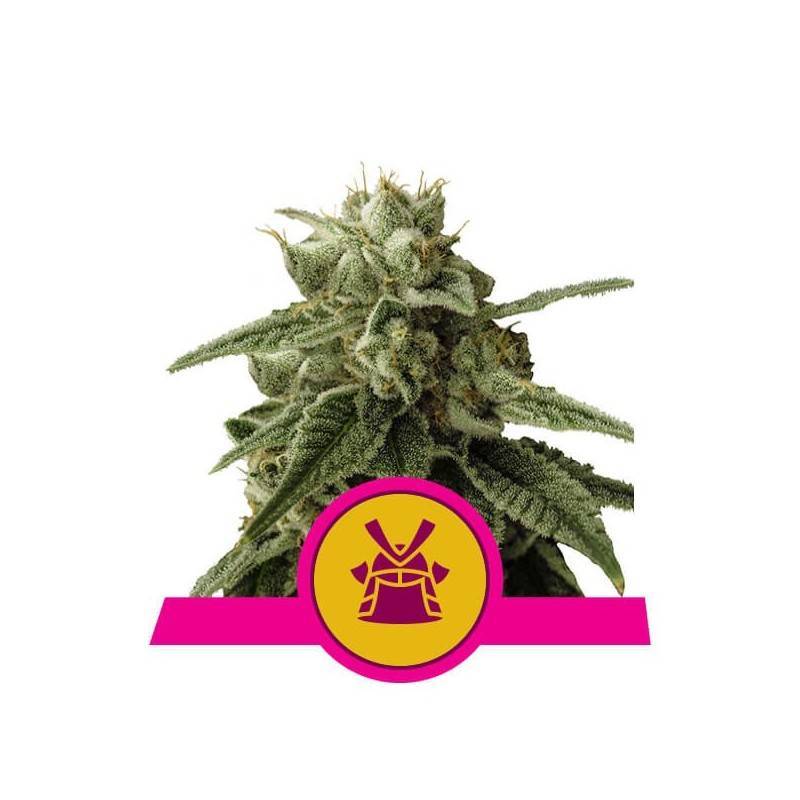SHOGUN · Royal Queen Seeds · kaufen cannabis samen · Fem