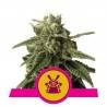 SHOGUN · Royal Queen Seeds · kaufen cannabis samen · Fem