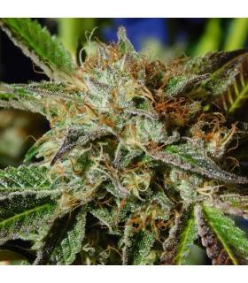 AUTO GHOST COOKIES · Original Sensible Seeds · graines de cannabis · AutoFem