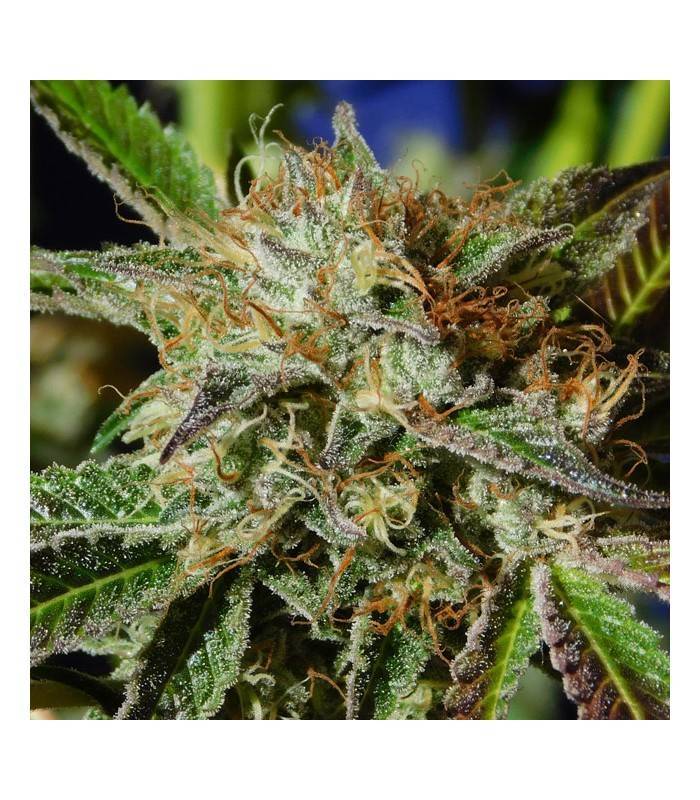 AUTO GHOST COOKIES · Original Sensible Seeds · kaufen cannabis samen · AutoFem