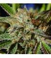 AUTO GHOST COOKIES · Original Sensible Seeds · cannabis seeds · AutoFem