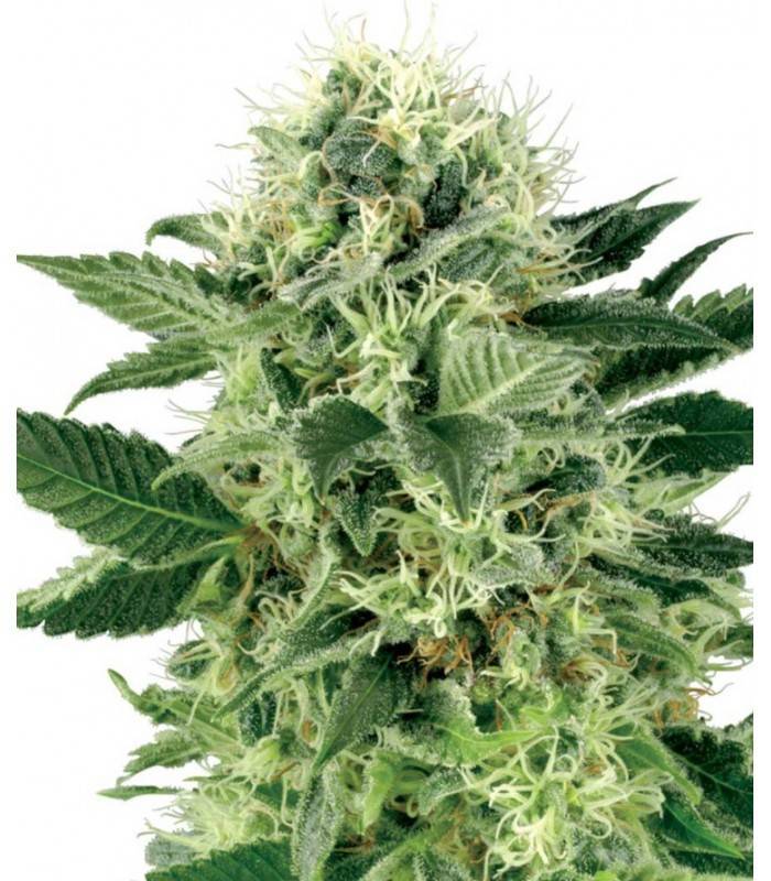 AUTO NORTHERN LIGHTS · Dr Green Seeds · bulk cannabis samen · AutoFem