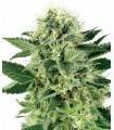 AUTO NORTHERN LIGHTS · Dr Green Seeds · bulk cannabis samen · AutoFem