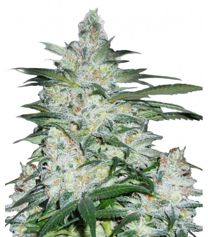 NORTHERN LIGHTS · Dr Green Seeds · sementes de maconha a granel · Fem