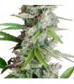AUTO AK · Dr Green Seeds · bulk kenevir tohum · Disi · AutoFem